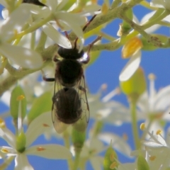 Lipotriches sp. (genus) at Hughes, ACT - 13 Jan 2021