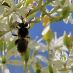 Lipotriches sp. (genus) at Hughes, ACT - 13 Jan 2021