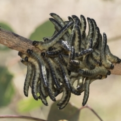 Pseudoperga sp. (genus) (Sawfly, Spitfire) at The Pinnacle - 12 Jan 2021 by AlisonMilton