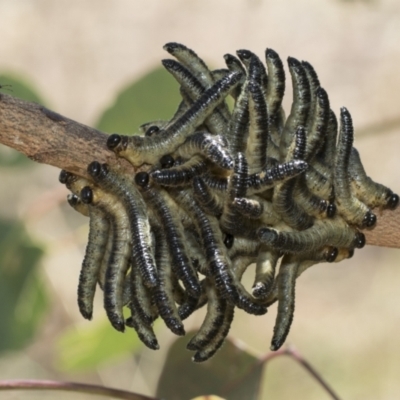 Pseudoperga sp. (genus) (Sawfly, Spitfire) at Weetangera, ACT - 12 Jan 2021 by AlisonMilton