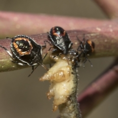 Oechalia schellenbergii (Spined Predatory Shield Bug) at Weetangera, ACT - 12 Jan 2021 by AlisonMilton