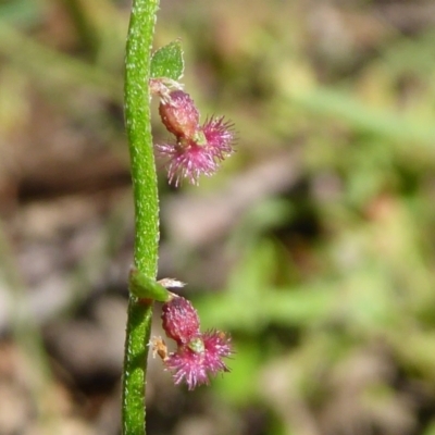 Gonocarpus tetragynus (Common Raspwort) at Crace, ACT - 8 Nov 2020 by Dibble