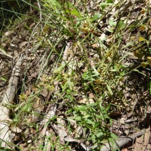 Gonocarpus tetragynus at Crace, ACT - 8 Nov 2020