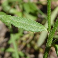 Gonocarpus tetragynus at Crace, ACT - 8 Nov 2020