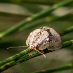 Paropsisterna laesa species complex (Laesa leaf beetle) at Dunlop, ACT - 12 Jan 2021 by Roger