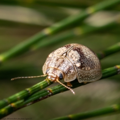 Paropsisterna laesa species complex (Laesa leaf beetle) at Dunlop, ACT - 13 Jan 2021 by Roger