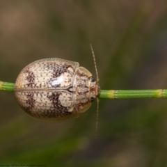 Paropsisterna laesa species complex at Dunlop, ACT - 13 Jan 2021