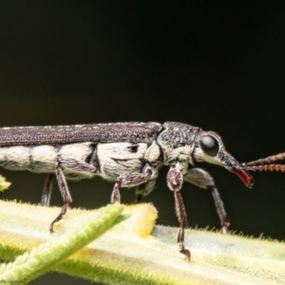 Rhinotia sparsa (A belid weevil) at Dunlop, ACT - 13 Jan 2021 by Roger