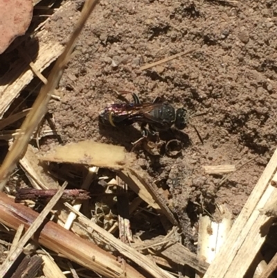 Sphecidae or Crabronidae (families) (Unidentified sand wasp) at Aranda, ACT - 13 Jan 2021 by Jubeyjubes