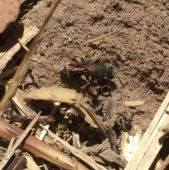 Sphecidae or Crabronidae (families) (Unidentified sand wasp) at Aranda, ACT - 13 Jan 2021 by Jubeyjubes