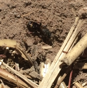 Sphecidae or Crabronidae (families) at Aranda, ACT - 13 Jan 2021 11:26 AM