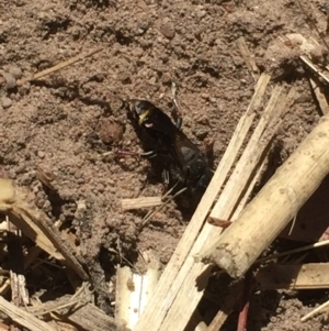 Sphecidae or Crabronidae (families) at Aranda, ACT - 13 Jan 2021