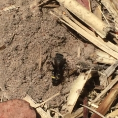 Sphecidae or Crabronidae (families) at Aranda, ACT - 13 Jan 2021 11:26 AM