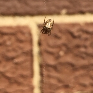 Araneidae (family) at Aranda, ACT - 13 Jan 2021