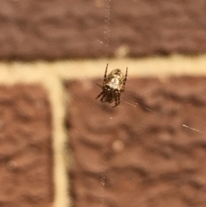 Araneidae (family) at Aranda, ACT - 13 Jan 2021