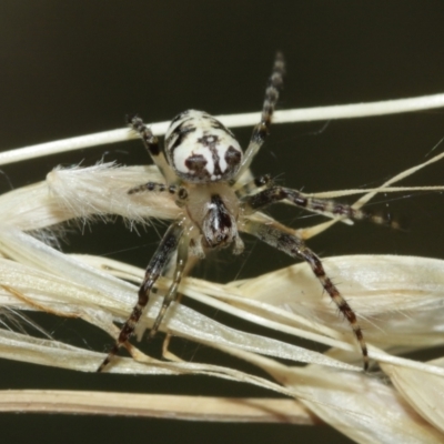 Plebs eburnus (Eastern bush orb-weaver) at Downer, ACT - 12 Jan 2021 by TimL