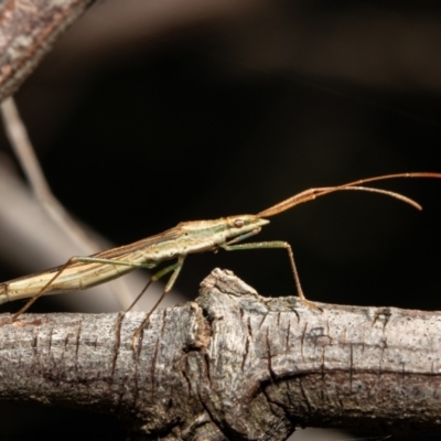 Mutusca brevicornis (A broad-headed bug) at Dunlop, ACT - 12 Jan 2021 by Roger