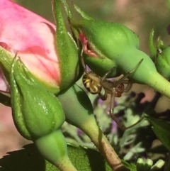 Phonognatha graeffei at Aranda, ACT - 9 Jan 2021 12:42 PM