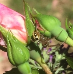 Phonognatha graeffei at Aranda, ACT - 9 Jan 2021 12:42 PM