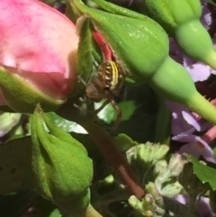 Phonognatha graeffei at Aranda, ACT - 9 Jan 2021