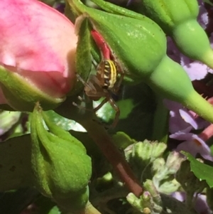 Phonognatha graeffei at Aranda, ACT - 9 Jan 2021