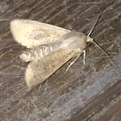 Mythimna (Pseudaletia) convecta (Common Armyworm) at Aranda, ACT - 8 Jan 2021 by Jubeyjubes