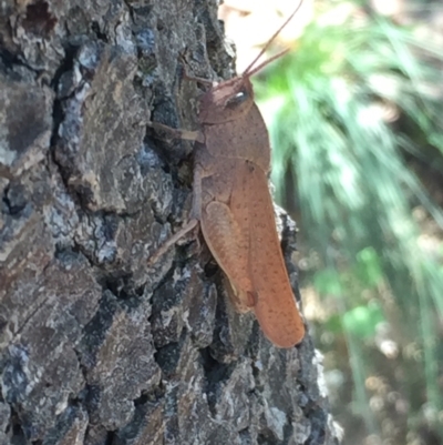 Goniaea australasiae (Gumleaf grasshopper) at Aranda, ACT - 13 Jan 2021 by Jubeyjubes