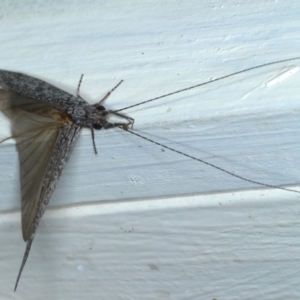 Leptoceridae sp. (family) at Ainslie, ACT - 12 Jan 2021