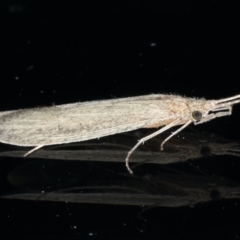 Leptoceridae sp. (family) at Ainslie, ACT - 12 Jan 2021