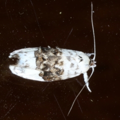 Piloprepes antidoxa (A concealer moth) at Ainslie, ACT - 12 Jan 2021 by jbromilow50