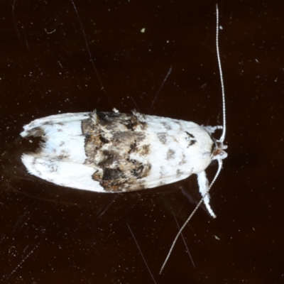 Piloprepes antidoxa (A concealer moth (Wingia group)) at Ainslie, ACT - 12 Jan 2021 by jb2602
