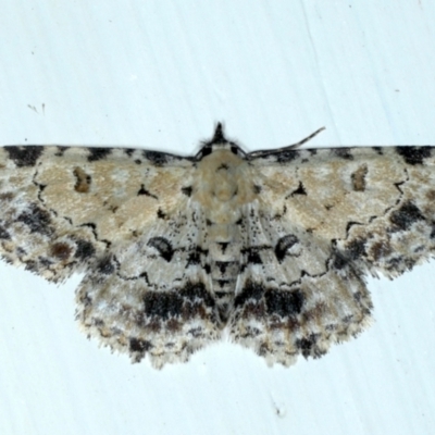 Sandava scitisignata (A noctuid moth) at Ainslie, ACT - 12 Jan 2021 by jbromilow50