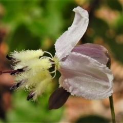 Arthropodium milleflorum (Vanilla Lily) at Cotter River, ACT - 12 Jan 2021 by JohnBundock