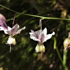 Arthropodium milleflorum at Cotter River, ACT - 12 Jan 2021 10:20 AM