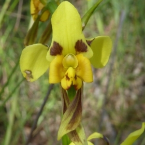 Diuris sulphurea at Kaleen, ACT - suppressed