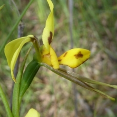 Diuris sulphurea at Kaleen, ACT - suppressed