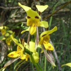 Diuris sulphurea at Kaleen, ACT - suppressed