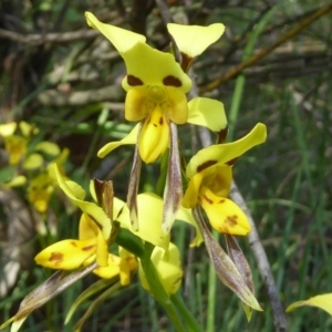 Diuris sulphurea at Kaleen, ACT - 8 Nov 2020