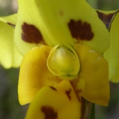 Diuris sulphurea at Kaleen, ACT - 8 Nov 2020