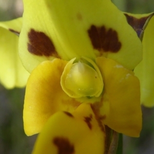 Diuris sulphurea at Kaleen, ACT - 8 Nov 2020