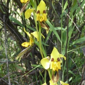 Diuris sulphurea at Kaleen, ACT - suppressed