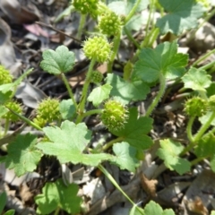 Hydrocotyle laxiflora (Stinking Pennywort) at Kaleen, ACT - 8 Nov 2020 by Dibble