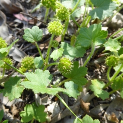 Hydrocotyle laxiflora (Stinking Pennywort) at Kaleen, ACT - 8 Nov 2020 by Dibble