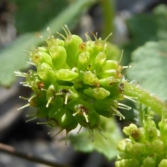 Hydrocotyle laxiflora at Kaleen, ACT - 8 Nov 2020