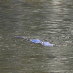 Ornithorhynchus anatinus (Platypus) at Tidbinbilla Nature Reserve - 12 Jan 2021 by davidcunninghamwildlife