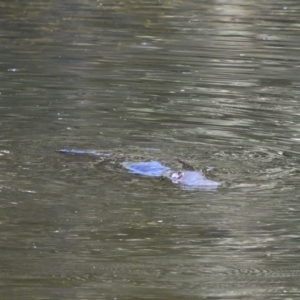 Ornithorhynchus anatinus at Paddys River, ACT - 13 Jan 2021