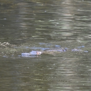 Ornithorhynchus anatinus at Paddys River, ACT - 13 Jan 2021