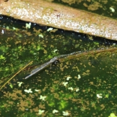 Ischnura heterosticta (Common Bluetail Damselfly) at Barton, ACT - 14 Feb 2020 by Tammy