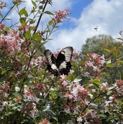 Papilio aegeus (Orchard Swallowtail, Large Citrus Butterfly) at Wingecarribee Local Government Area - 5 Jan 2021 by NigeHartley