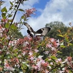 Papilio aegeus at Penrose - 5 Jan 2021